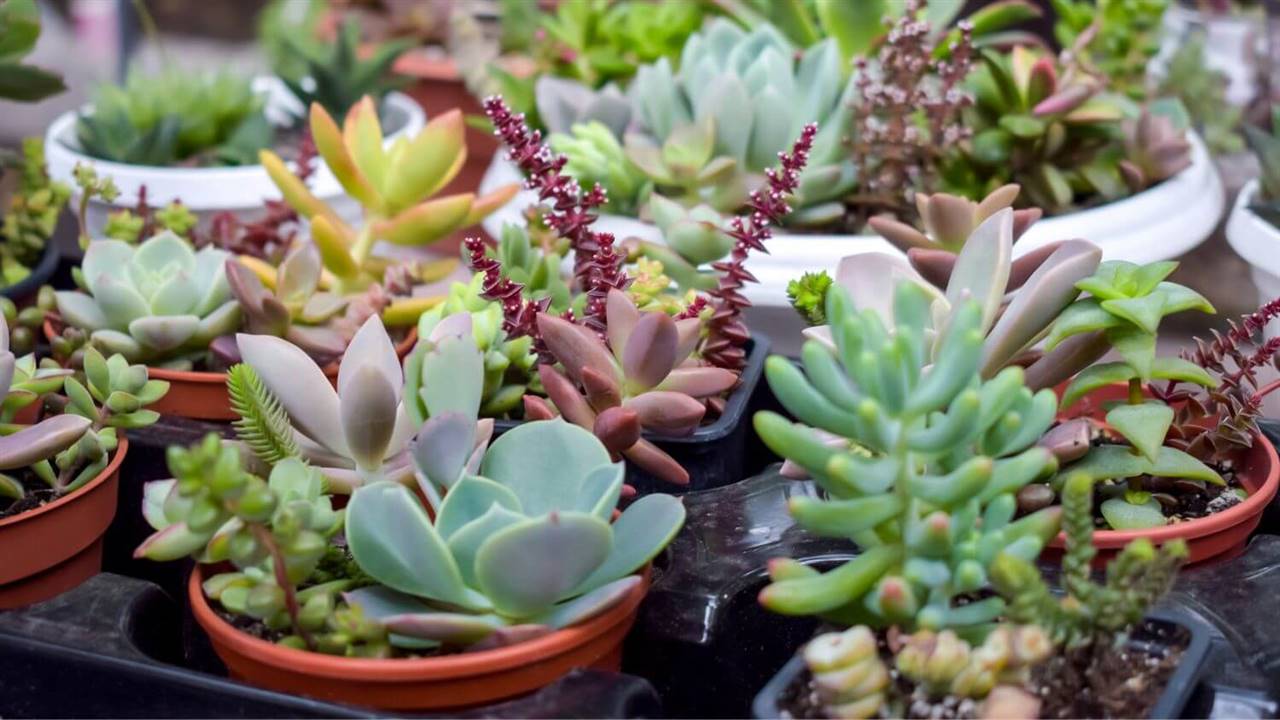 Cuidados de suculentas